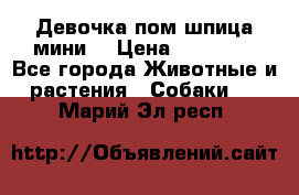 Девочка пом шпица мини  › Цена ­ 30 000 - Все города Животные и растения » Собаки   . Марий Эл респ.